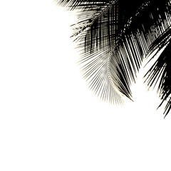 Obraz premium palmier noir