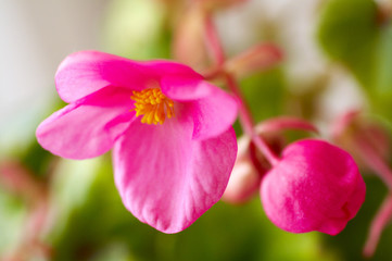 Obraz premium begonia