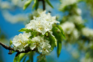apple-tree 2