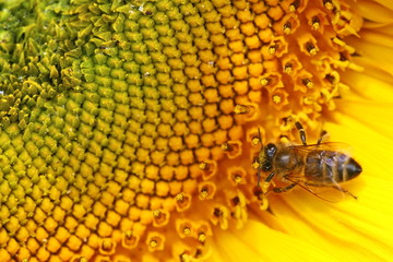 Abeille sur un tournesol