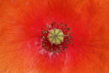 coeur de coquelicot