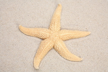 starfish