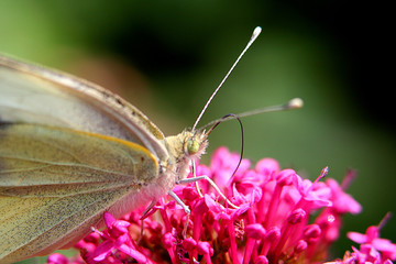 t&ecirc;te de papillon