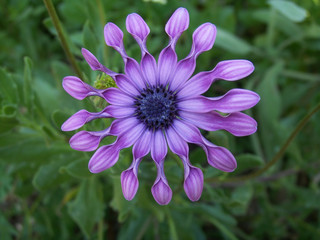 Fiore Viola
