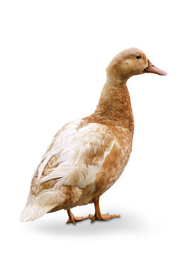 ente von hinten
