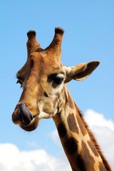 Jirafa Relamiéndose