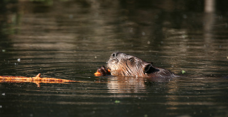 Fototapeta premium Biber