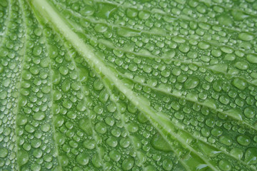 A lot of small drops on green leaf