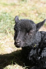 Fototapeta premium Lamm