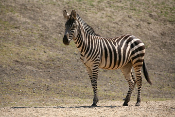 Zebra