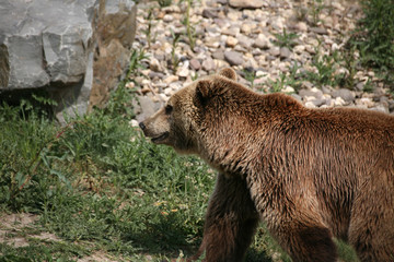 Fototapeta premium Kodiakbär