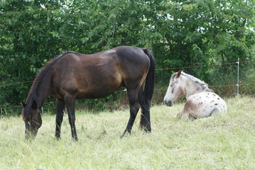 chevaux au pré