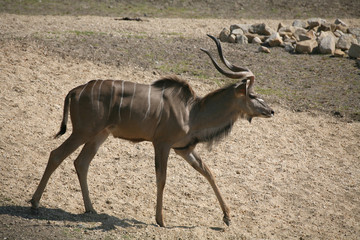 Großer Kudu