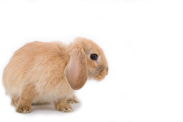 brown-white bunny on the left side