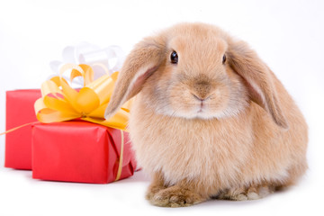 lop bunny before two red gift box, isolated