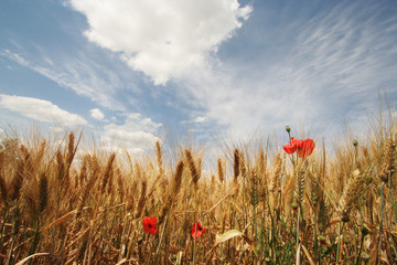 ciel bleu sur le bl&eacute;