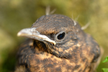 Portrait d'un jeune merle