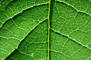 Grrean leaf in close view with veins