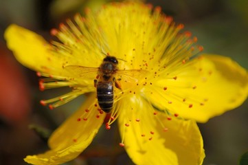 Abeja posando en Flor