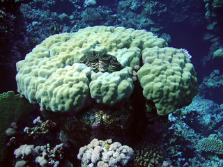 Underwater landscape. Coral and mollusc. Red Sea.