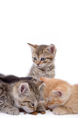 Obraz premium three striped kittens, two eating