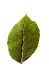 Obraz premium feuille vert jauni détourée fond blanc automne dessèchée