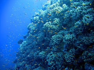Fototapeta na wymiar Underwater landscape with many small fish.