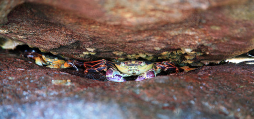  Krabbenn in einer Felsspalte Australien_07_1160,01 © Andreas Edelmann