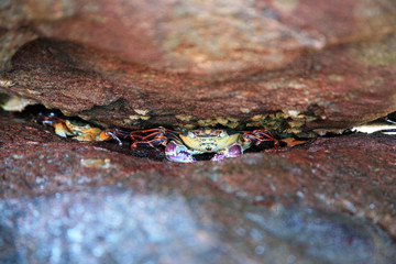 Schutz suchende Krabbenn in einer Felsspalte Australien_07_1160