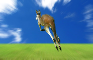 jumping kangaroo