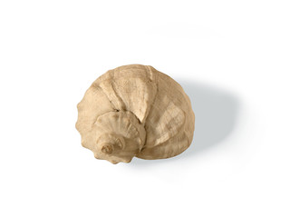 seashell
