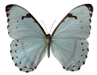 papillon