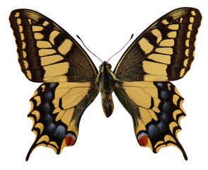 papillon © hcast