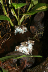 Amazon Milky Treefrog