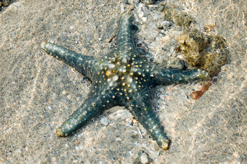 Seestern