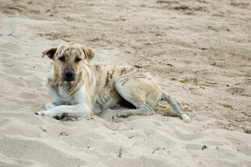 Hund am Strand