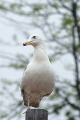 European Herring Gull
