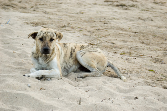 Hund am Strand
