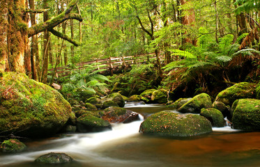 Bridge over a river in a lush cool temperate rainforest.  