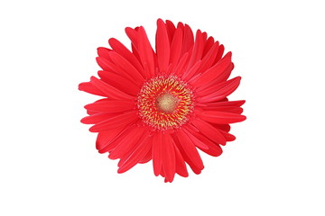 isolated red flower