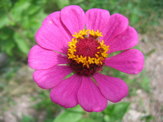 Obraz premium Purple Flower 1