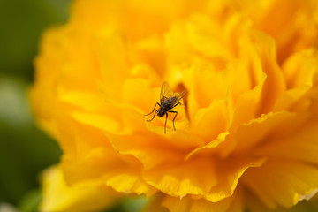 eine Fliege auf einer gelb - orangen Blüte