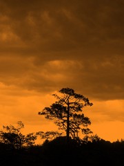 Tree and orange sky