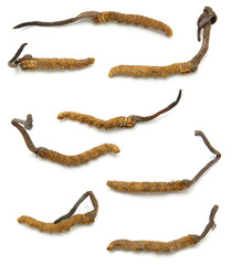 Cordyceps (a genus of ascomycete fungi)