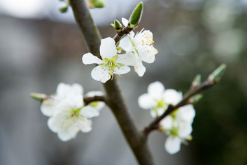 wunderschöne Kirschblüten und Knospen