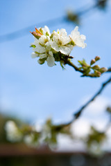 erste zarte wunderschöne Kirschenblüten und Knospen