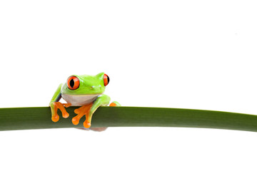 Fototapeta premium tree frog (Agalychnis callidryas) closeup isolated on white