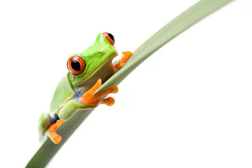 Cercles muraux Grenouille frog sitting on a narrow leaf isolated on white