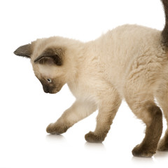 Siamese kitten in front of a white background