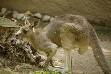 An Easter Grey Kangaroo in profile